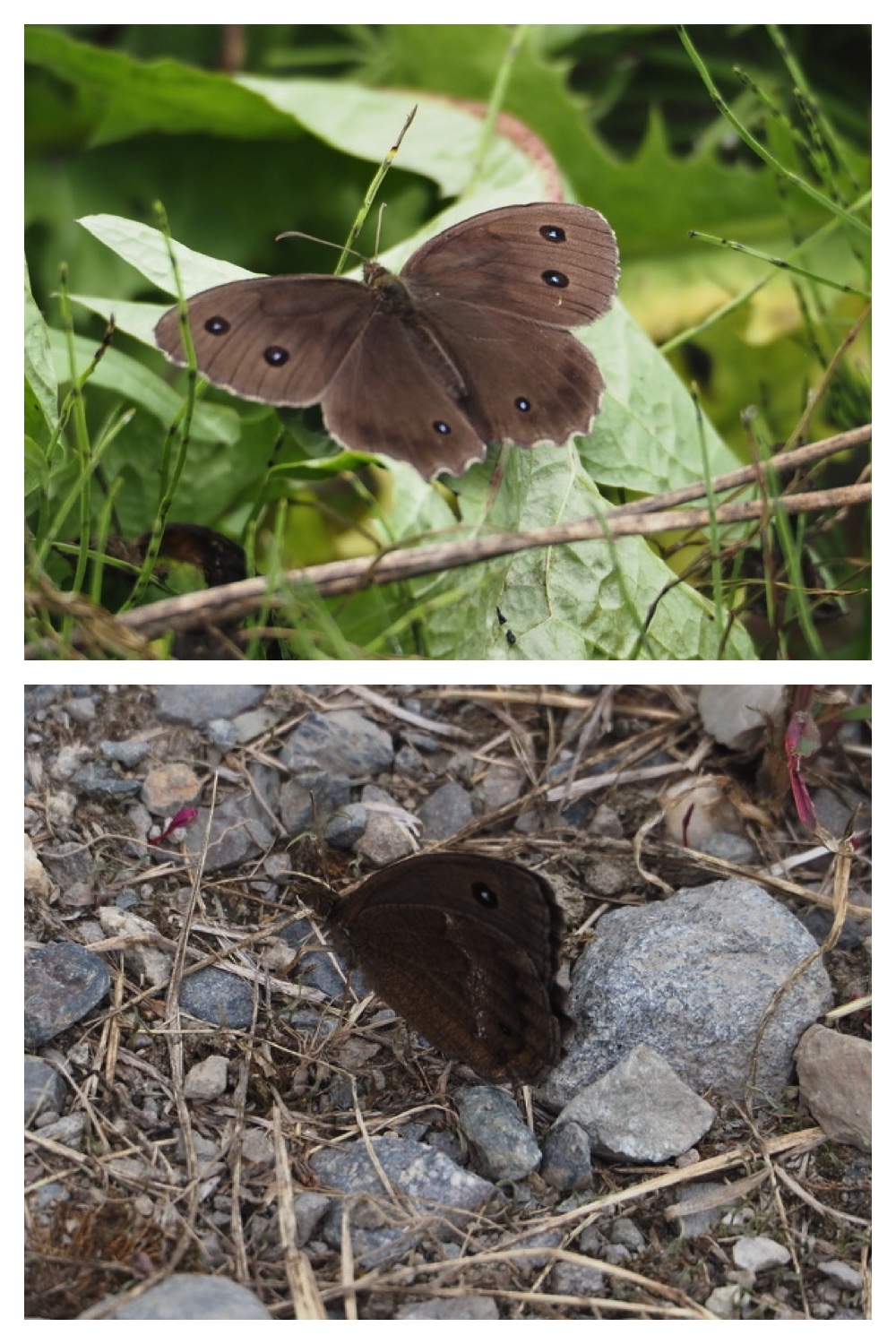250711_Garden_butterfly_13