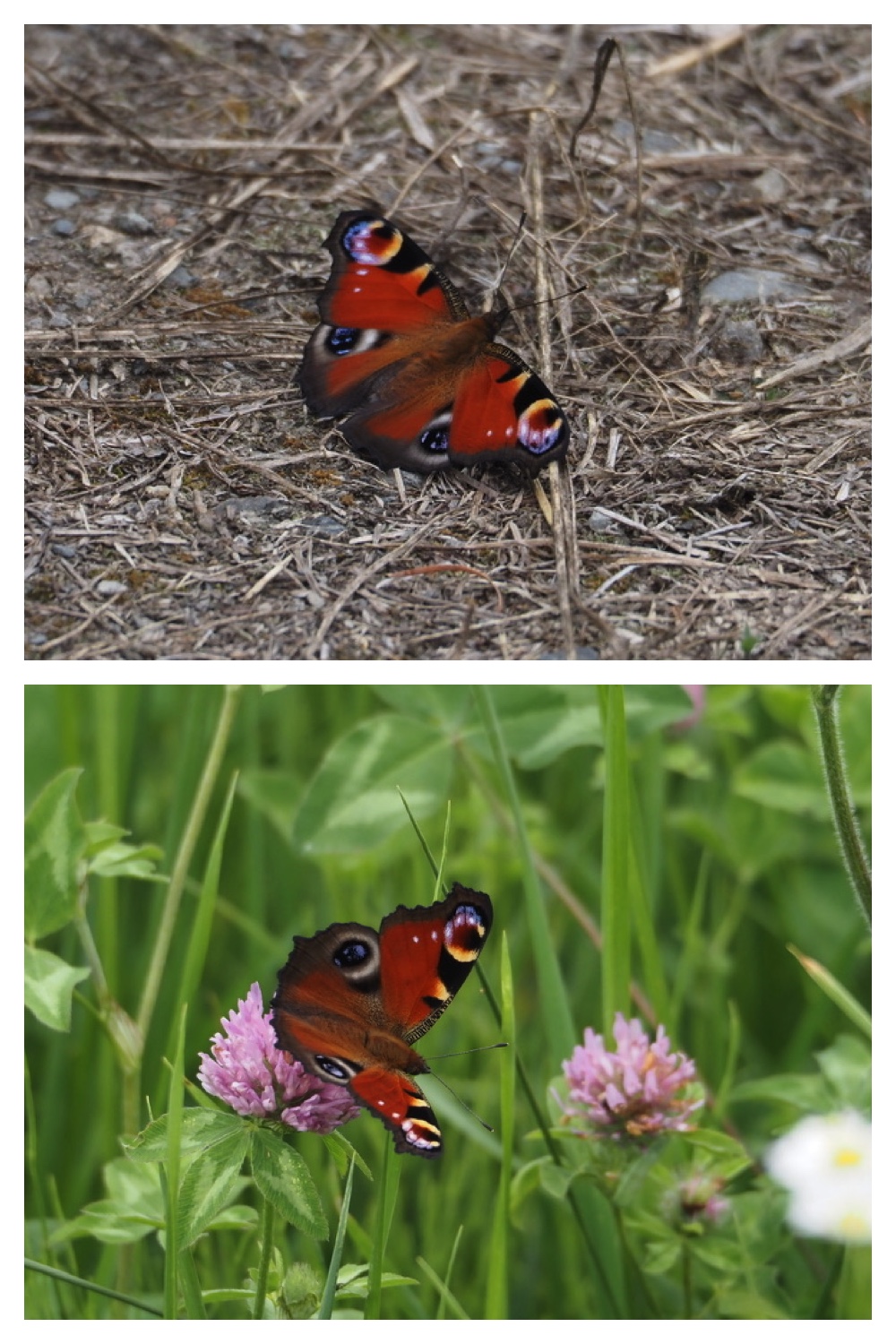 250711_Garden_butterfly_15