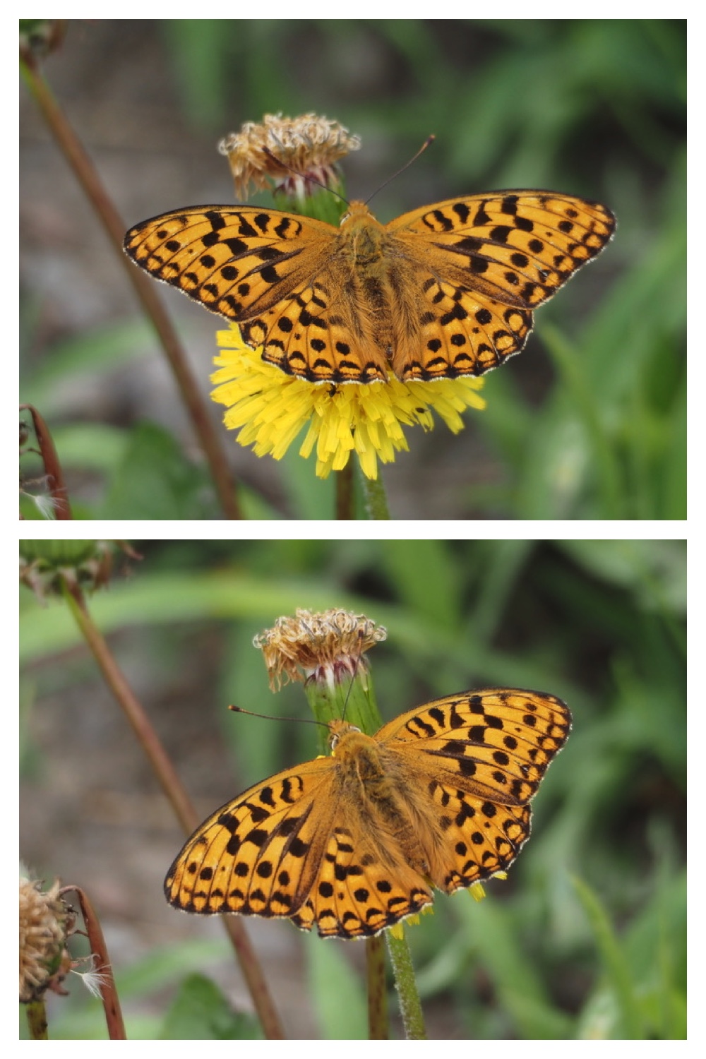 250711_Garden_butterfly_16