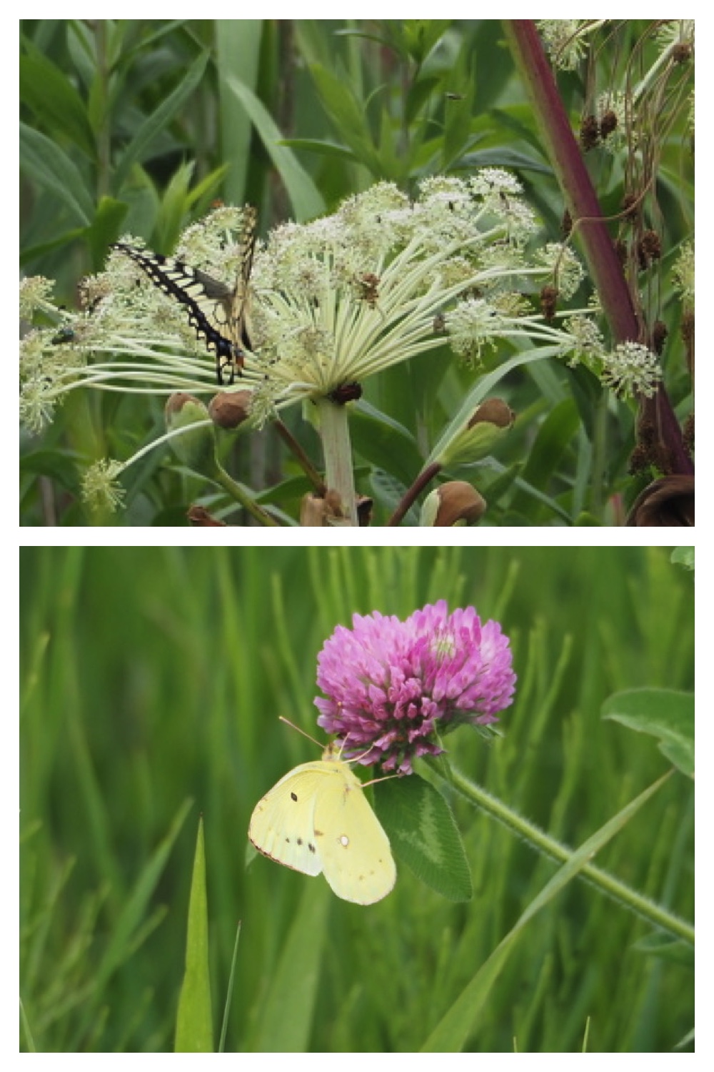 250711_Garden_butterfly_17