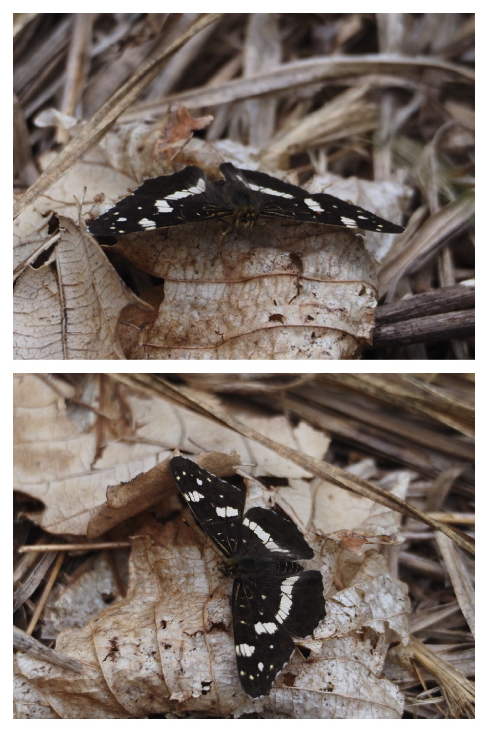 250711_Garden_butterfly_18