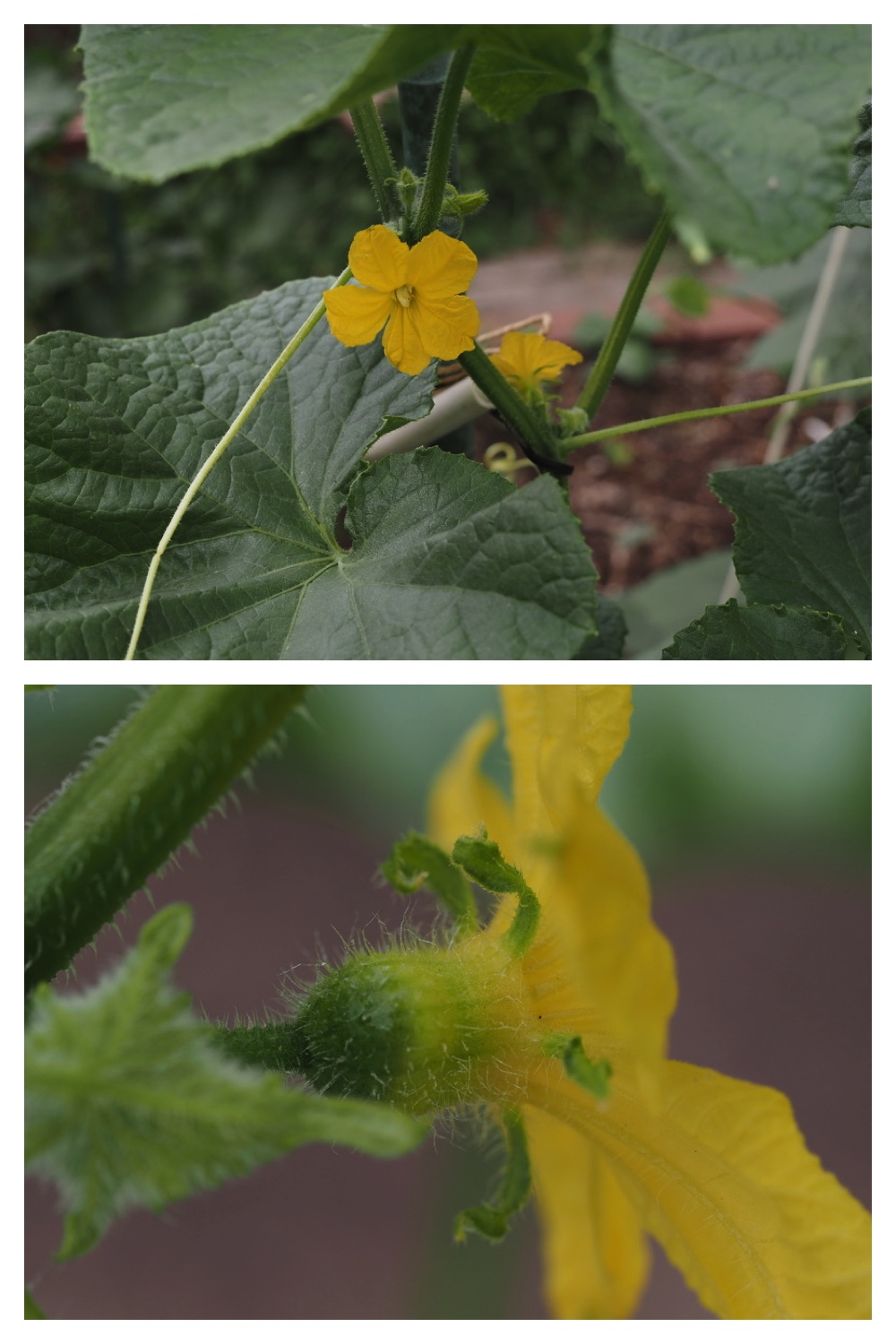 250711_Garden_butterfly_2