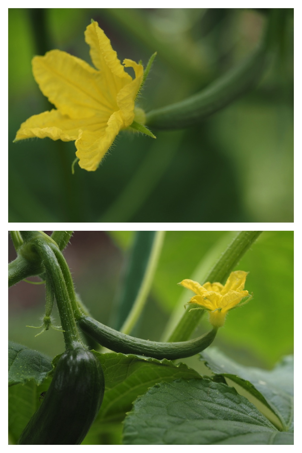 250711_Garden_butterfly_3
