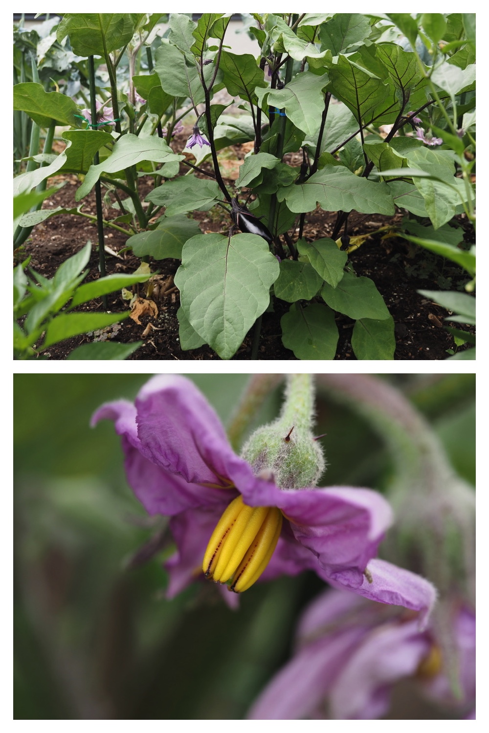 250711_Garden_butterfly_4