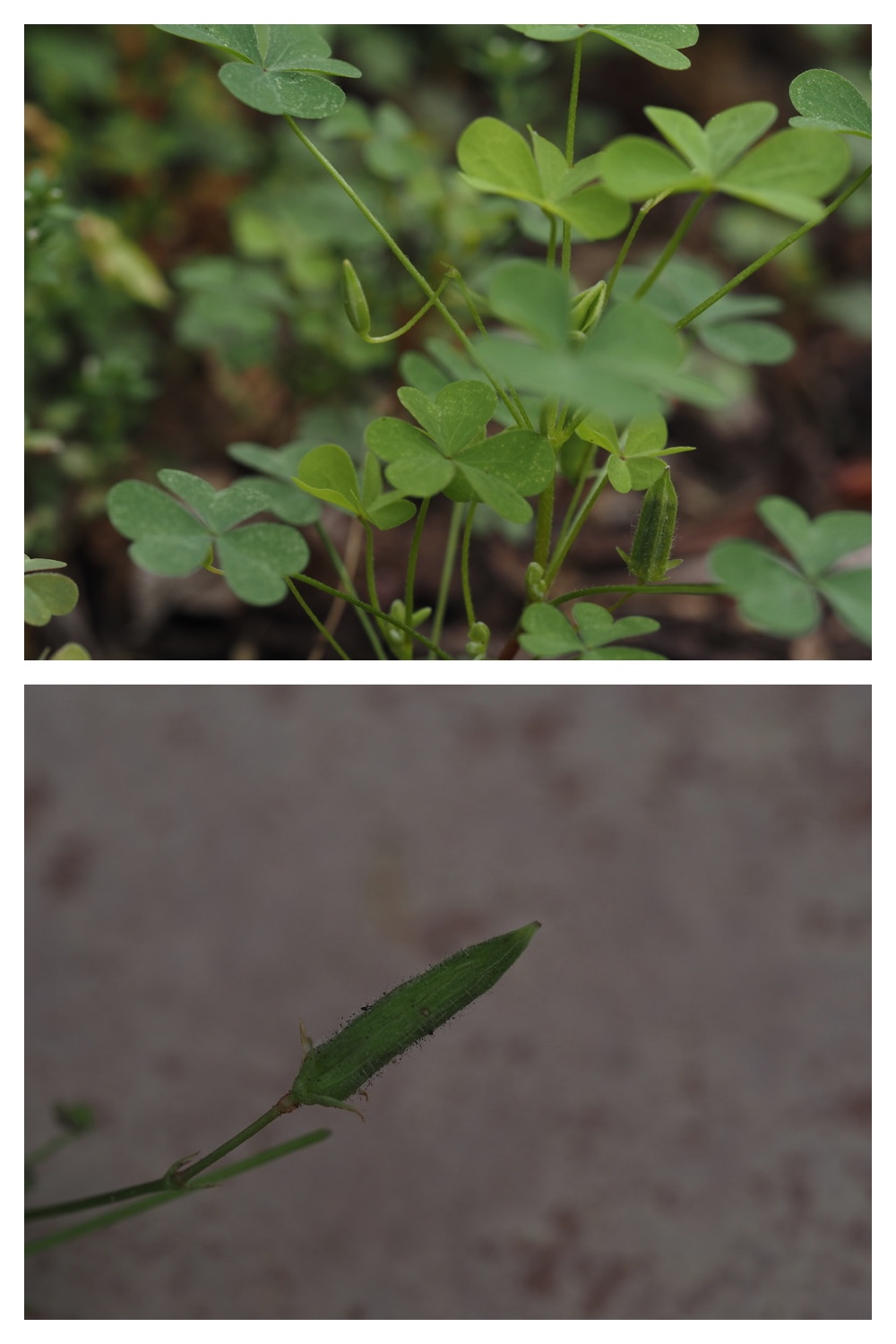250711_Garden_butterfly_8