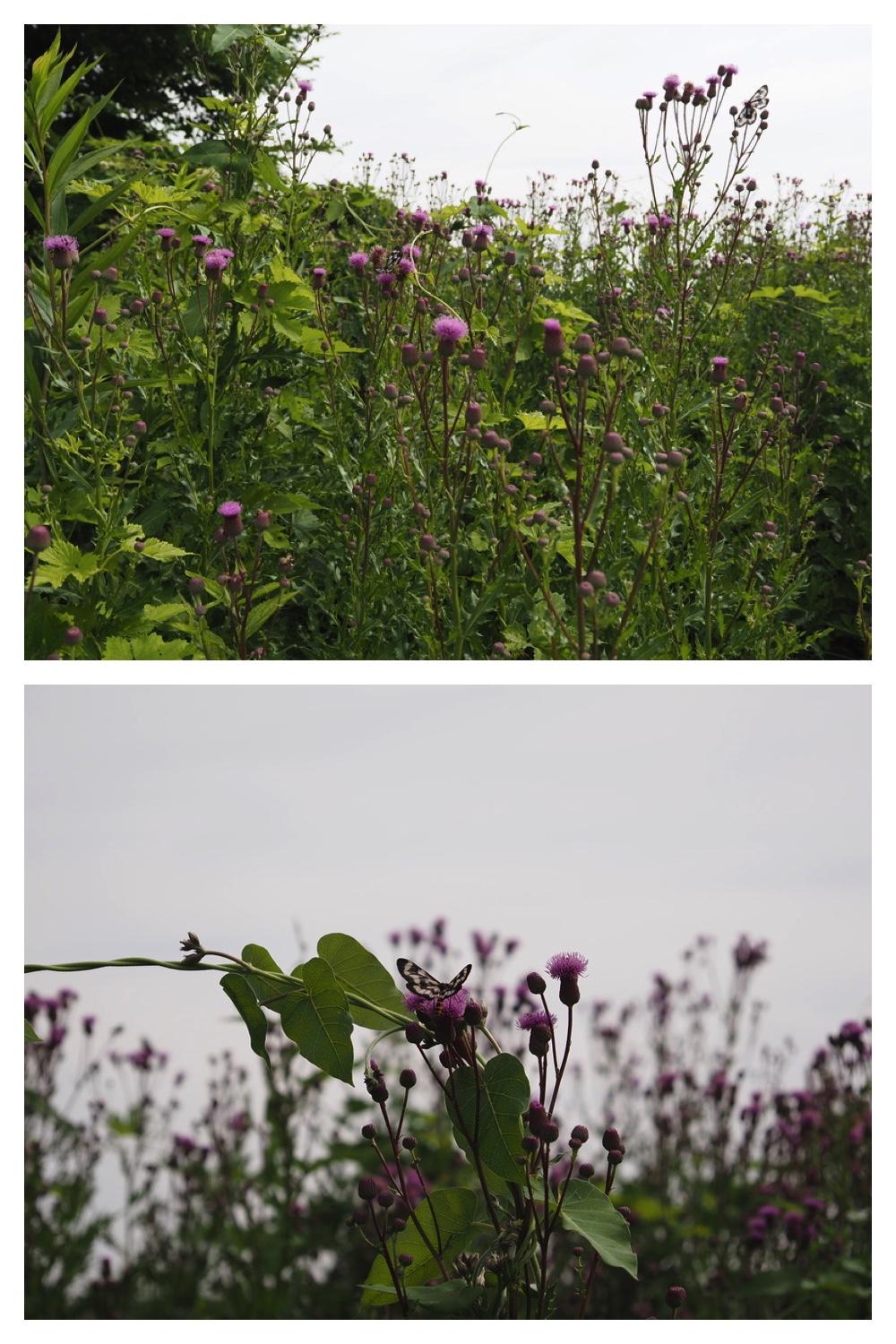 250713_Chou_1
