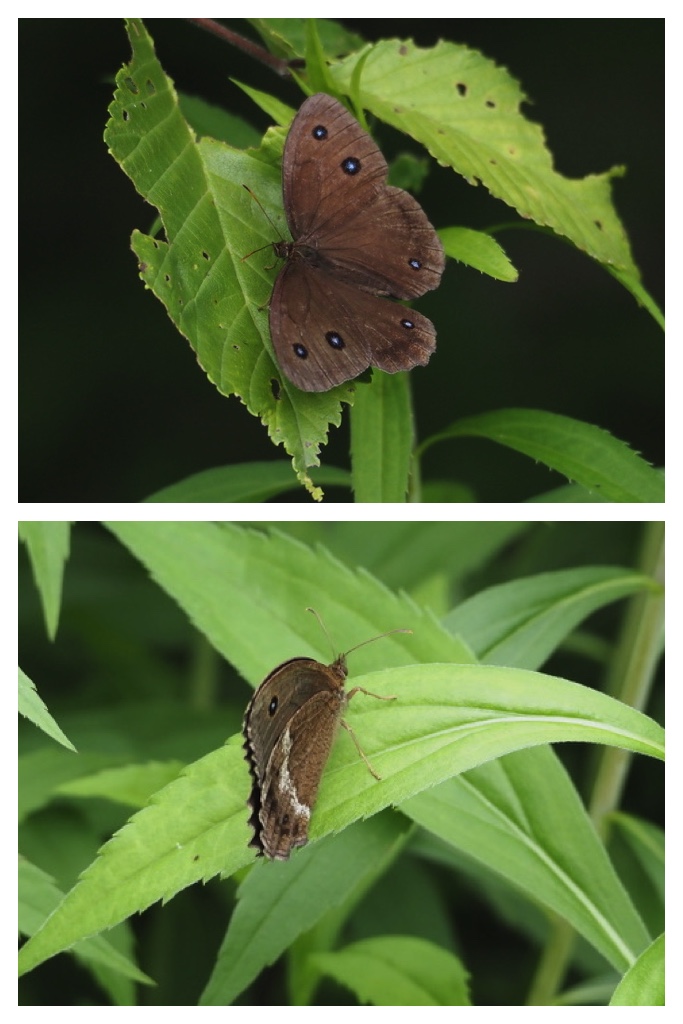 250719_Chou_1