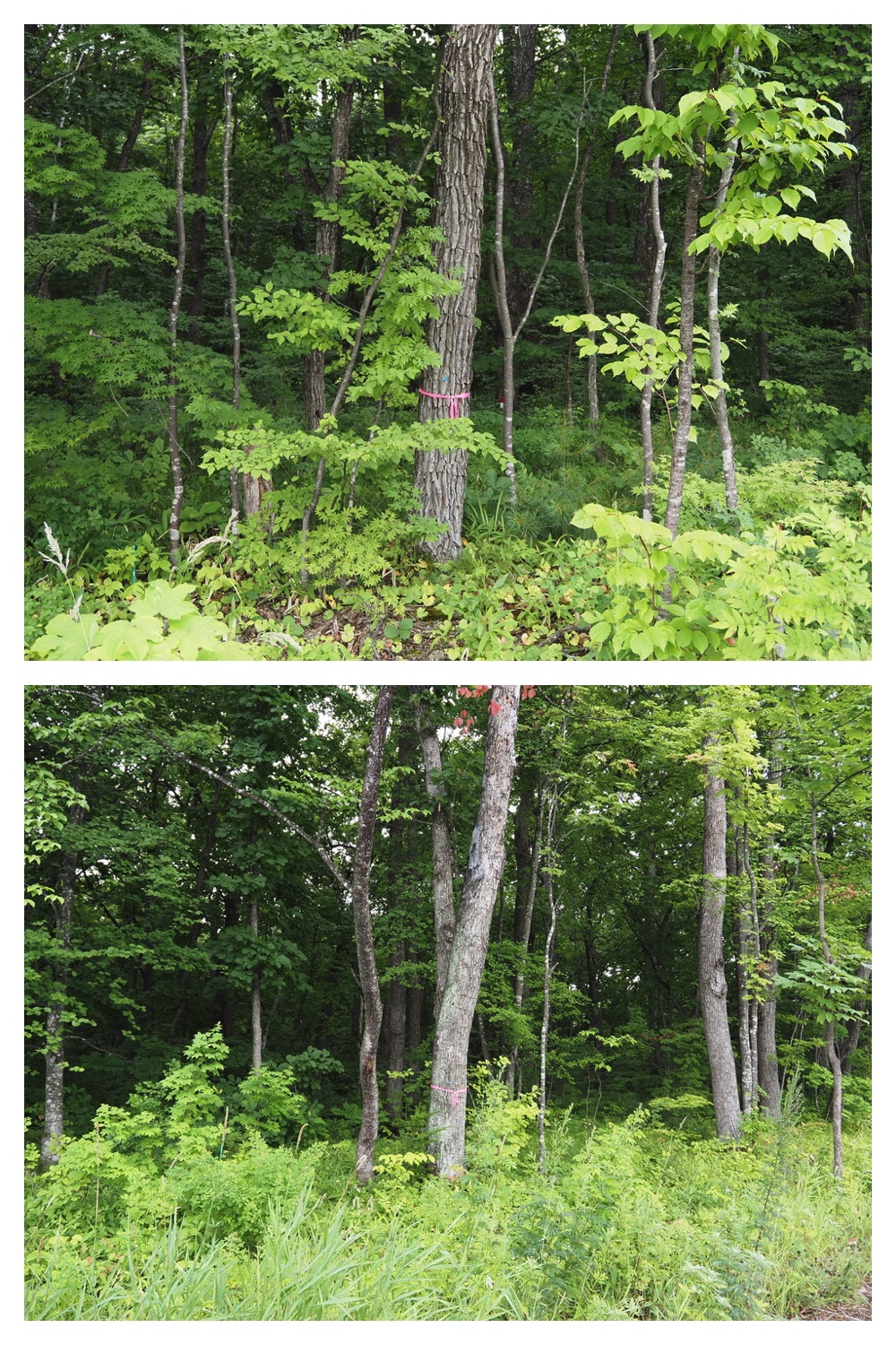 250719_Chou_18