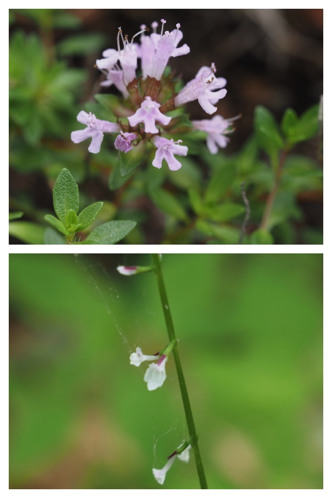 250719_Similar-flowers_2