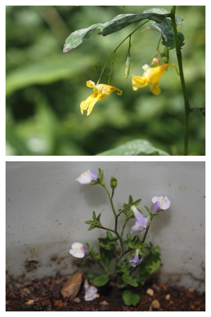 250719_Similar-flowers_3