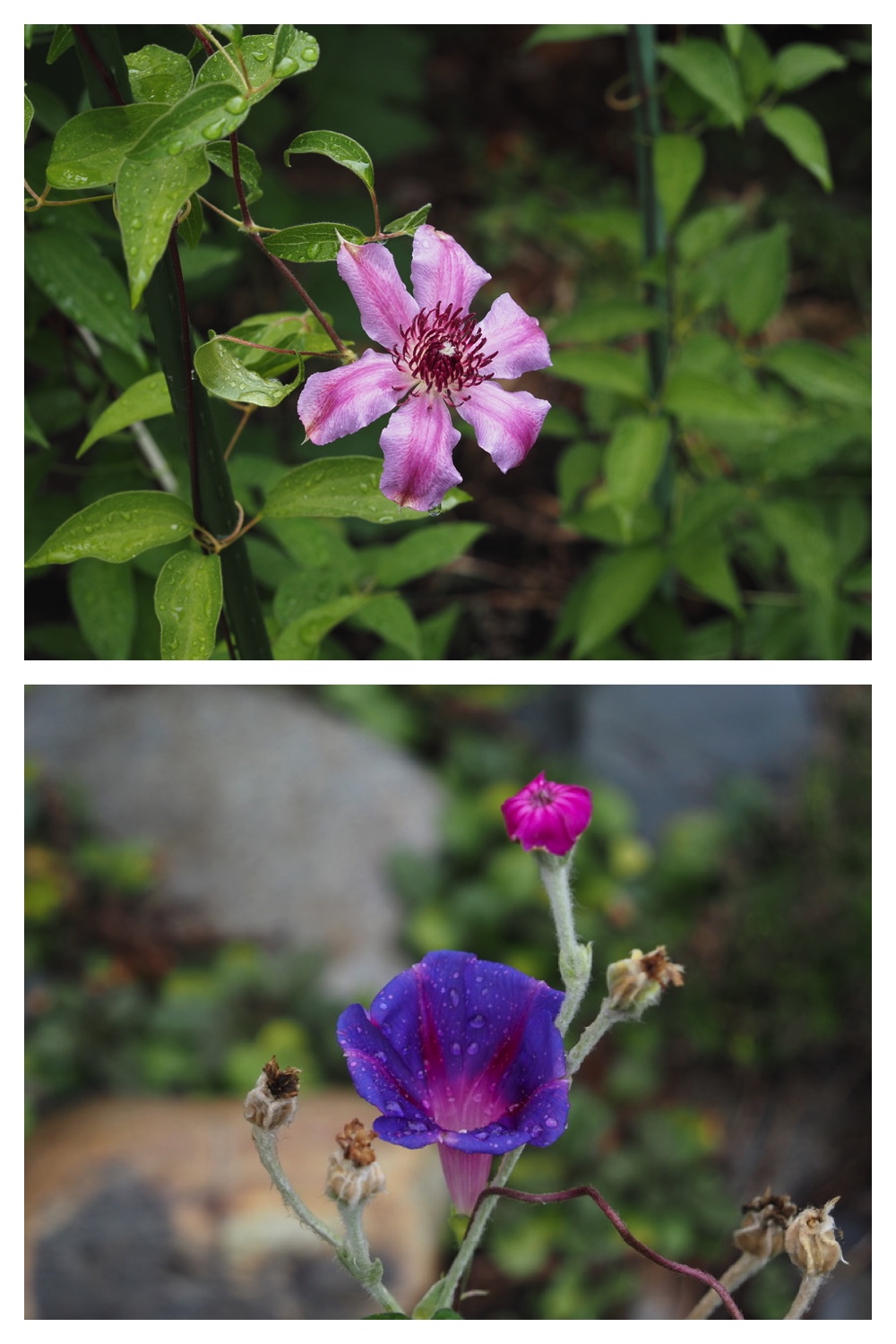 250726_Ameagari_1