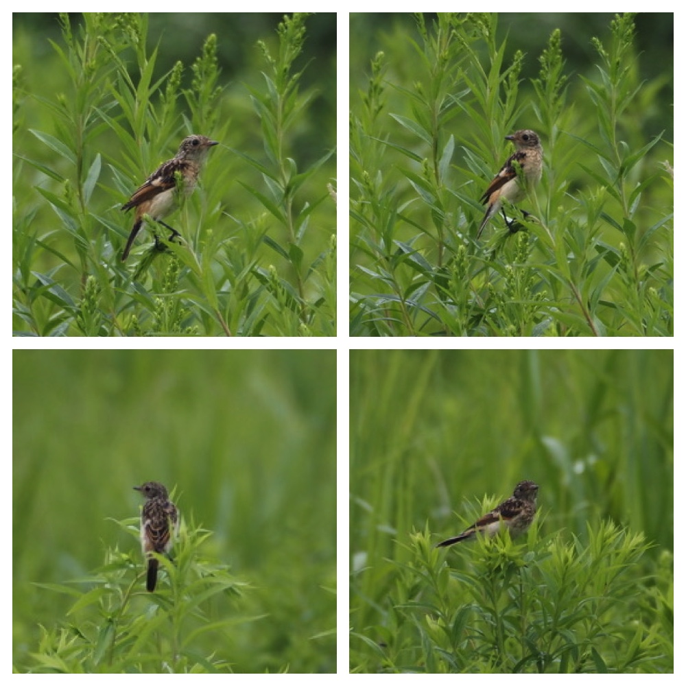 250726_Birds_1.
