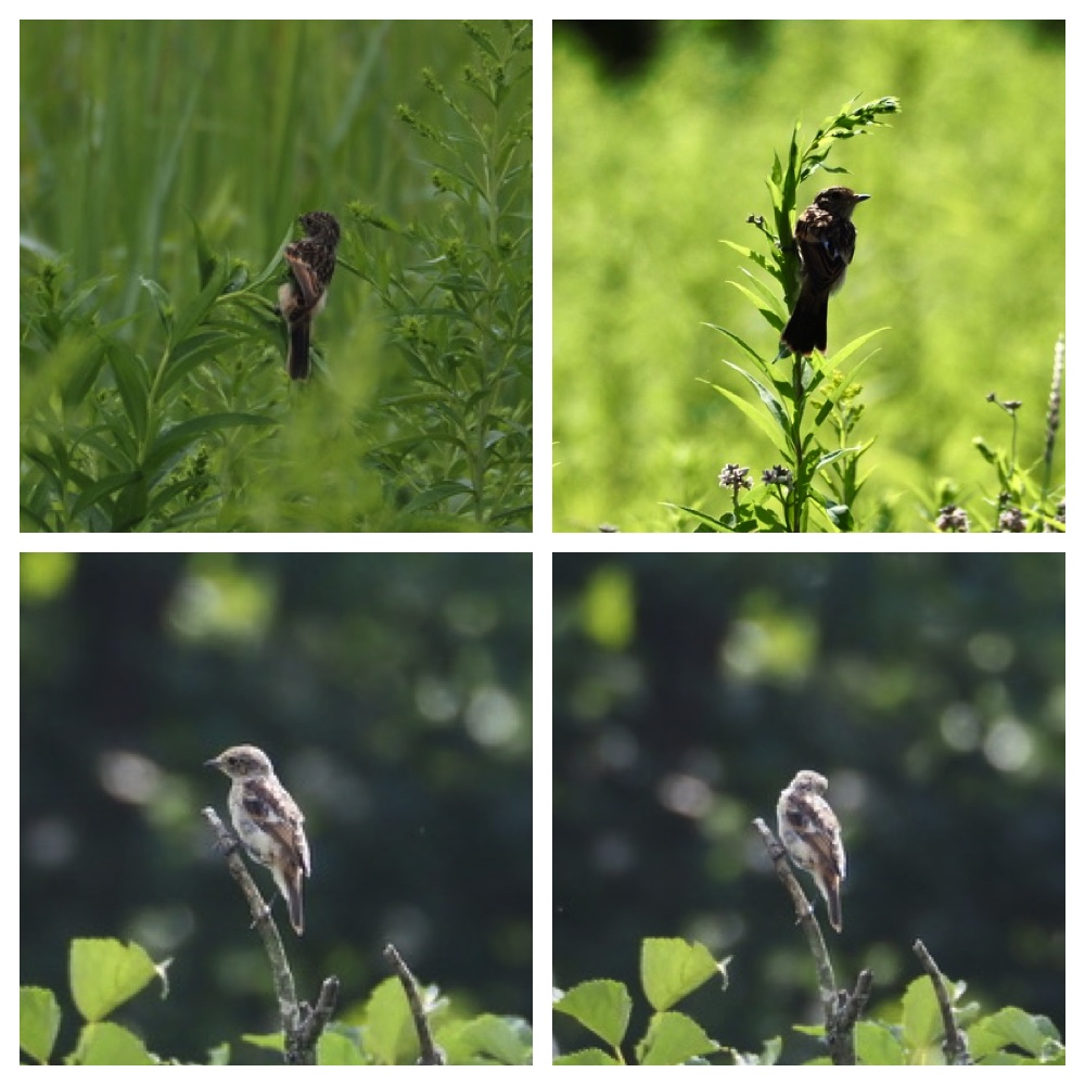 250727_Birds_1.