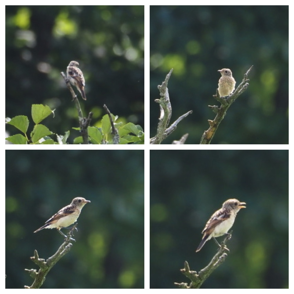 250727_Birds_2.