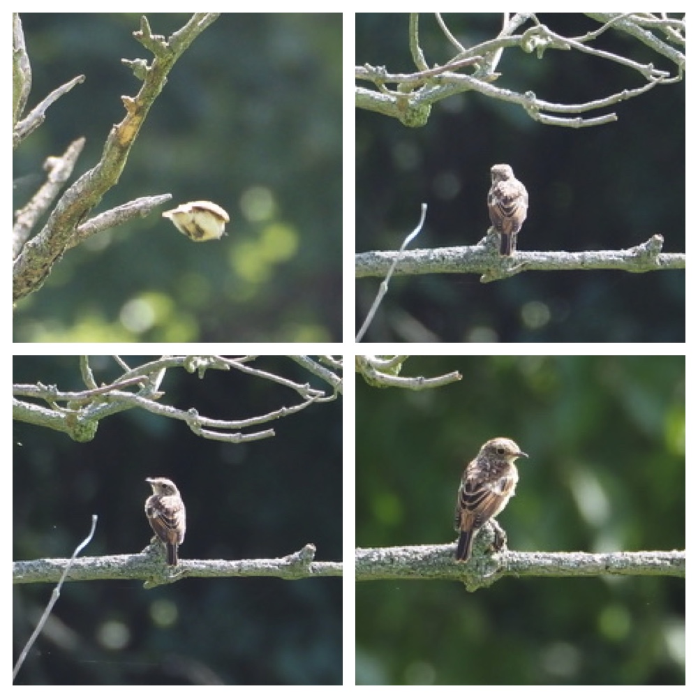 250727_Birds_3.