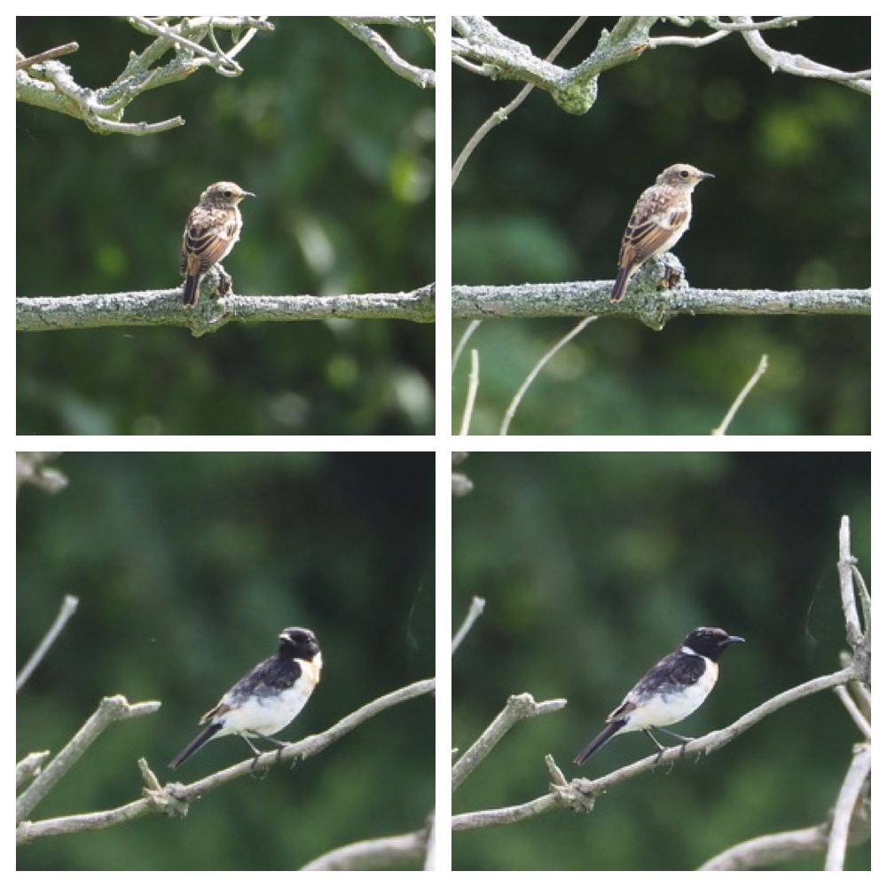 250727_Birds_4.