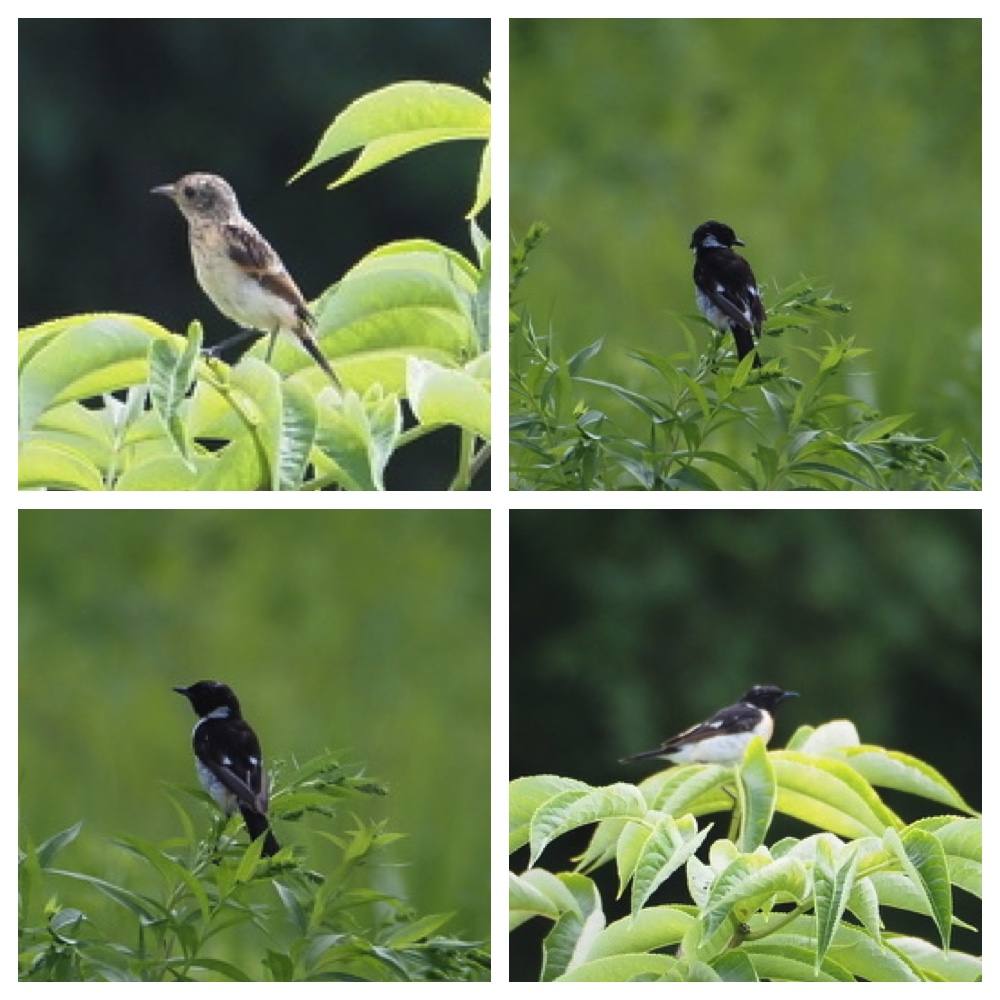 250727_Birds_6.