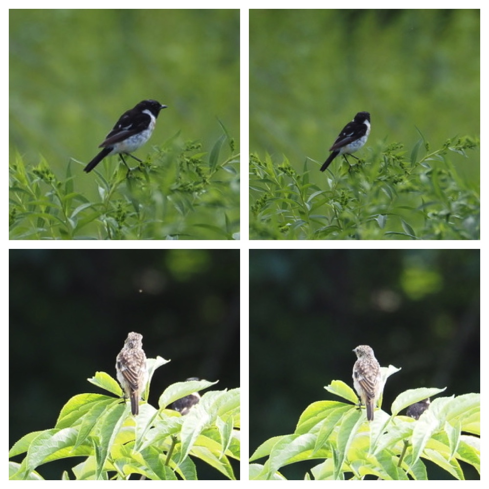 250727_Birds_7.