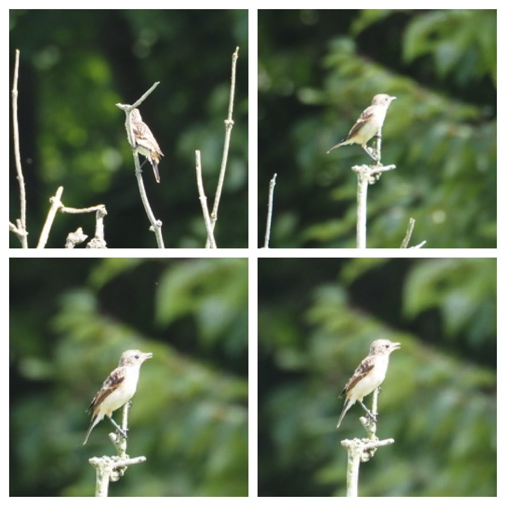 250727_Birds_8.
