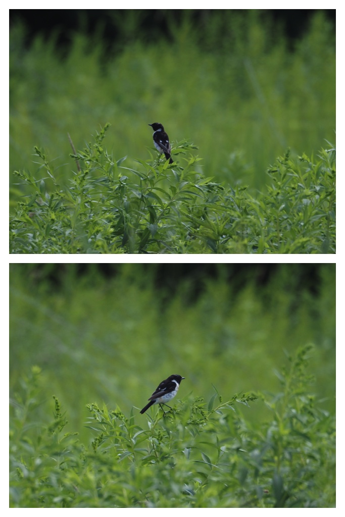 250727_Sakahachi_10