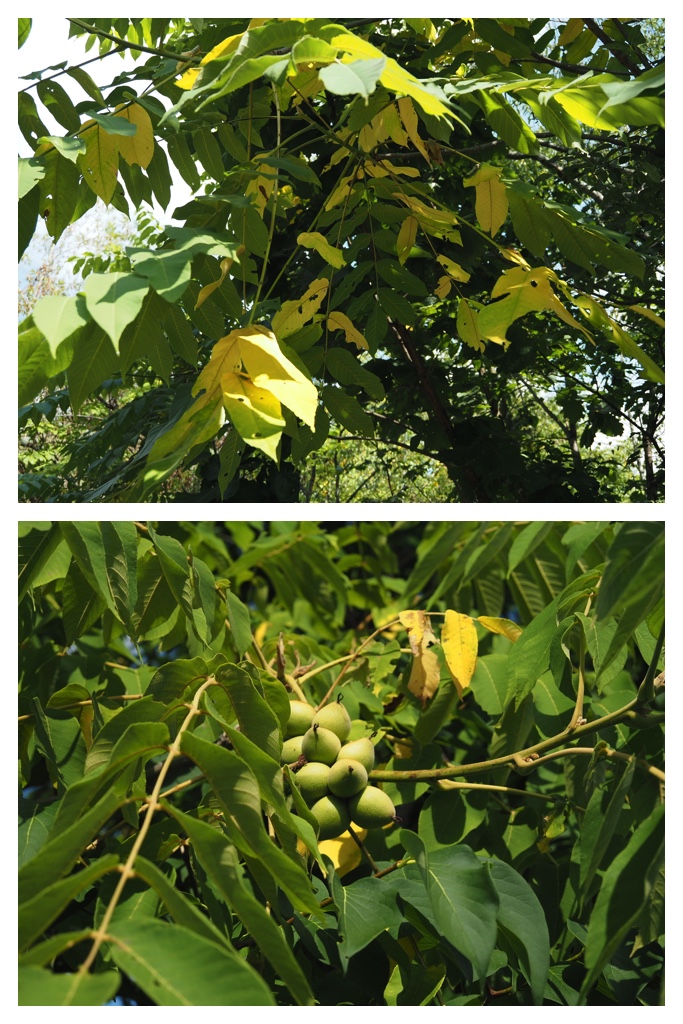 250727_Sakahachi_4