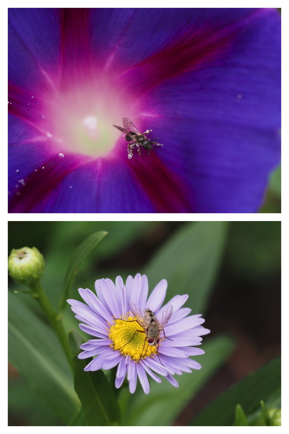 250728_Flower-Insects_1