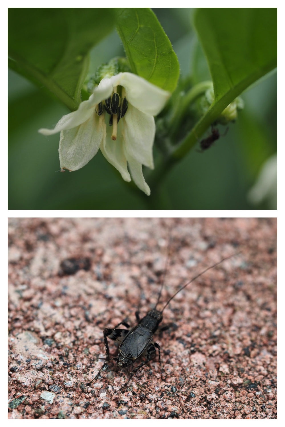 250728_Flower-Insects_2
