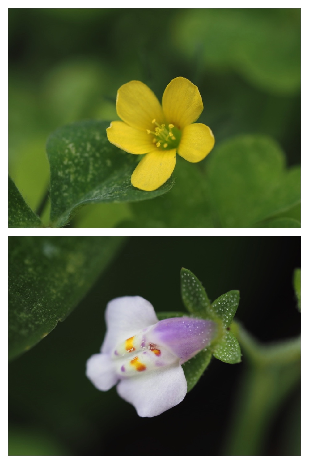 250728_Flower-Insects_3