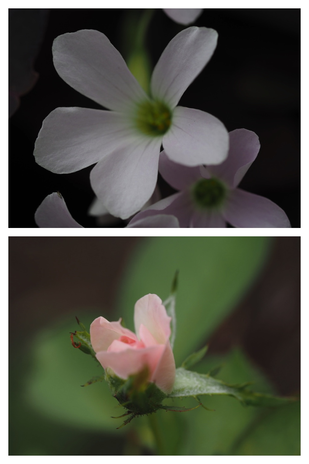 250728_Flower-Insects_4