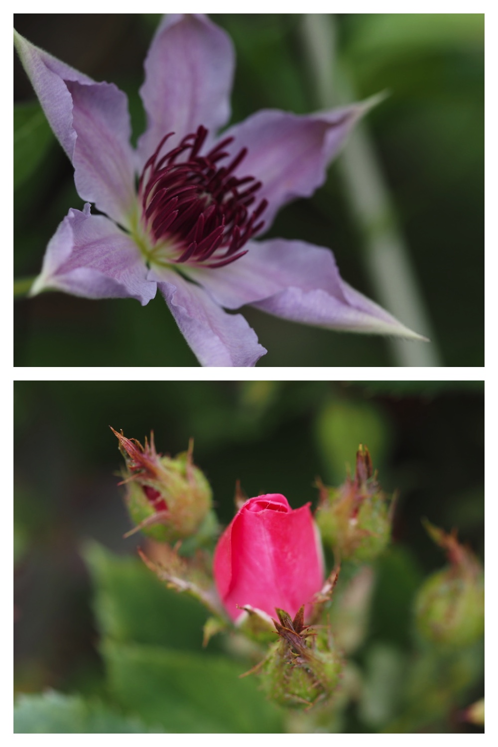 250728_Flower-Insects_7