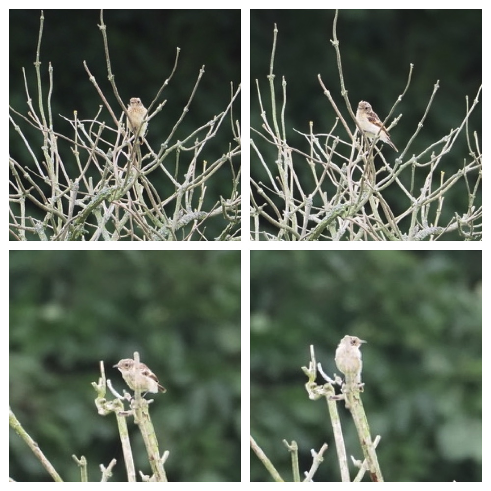 250729_Birds_1.