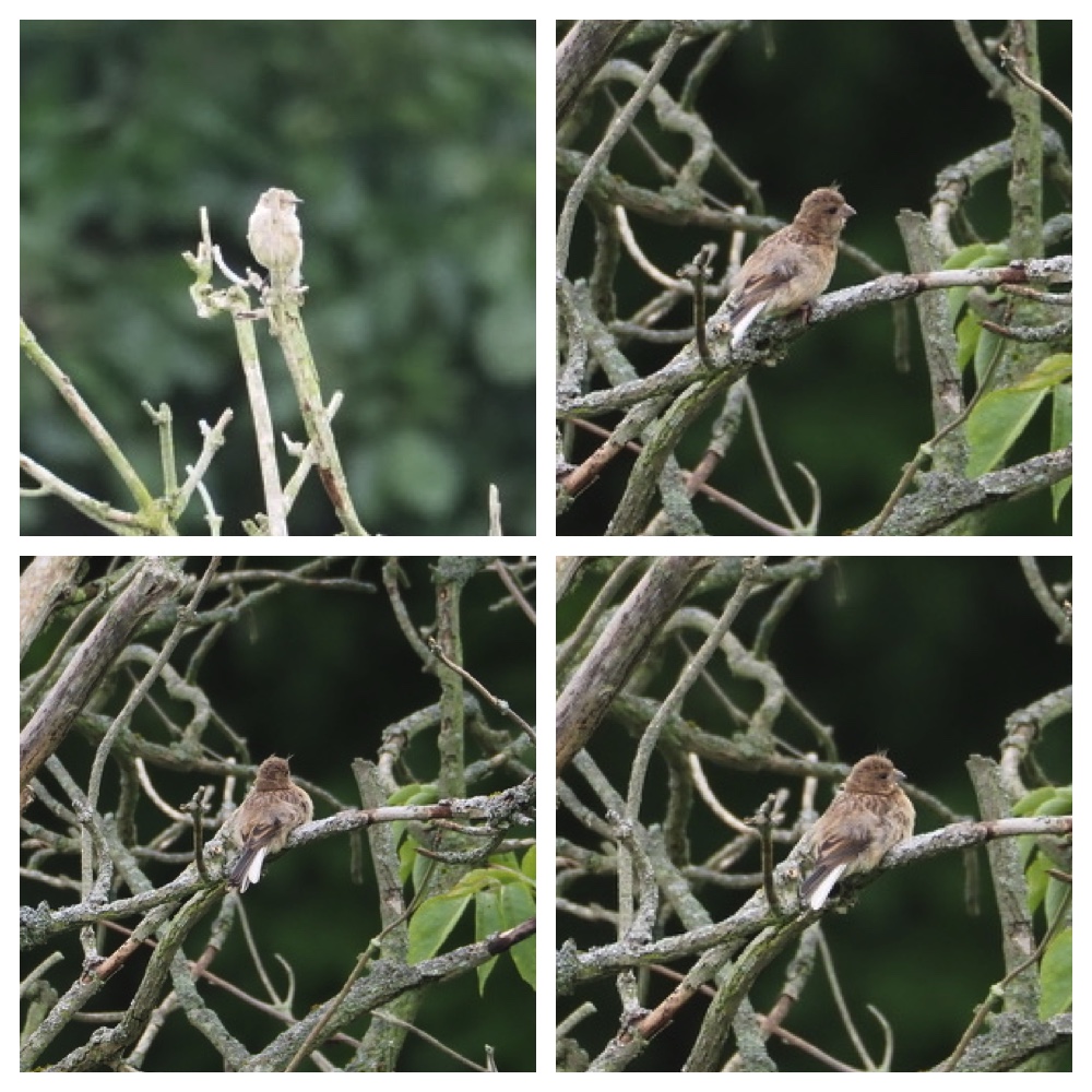250729_Birds_2.