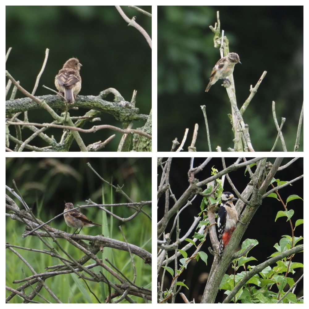 250729_Birds_3.