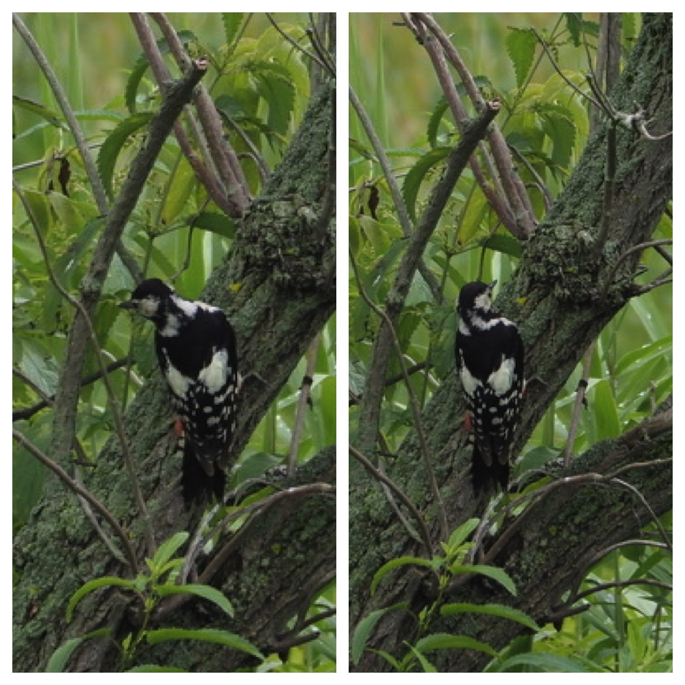250729_Birds_5.