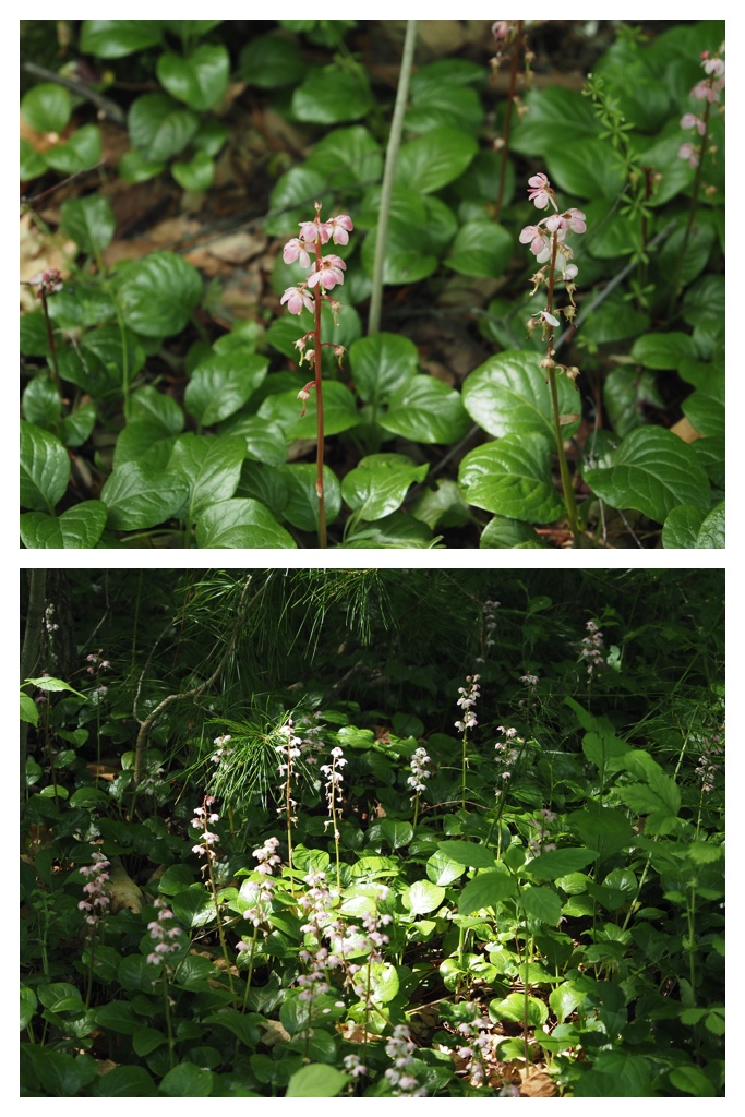 250613_Obimori_2