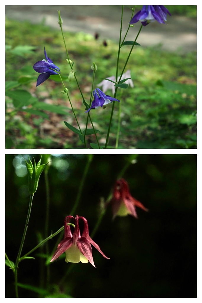 250613_Obimori_3