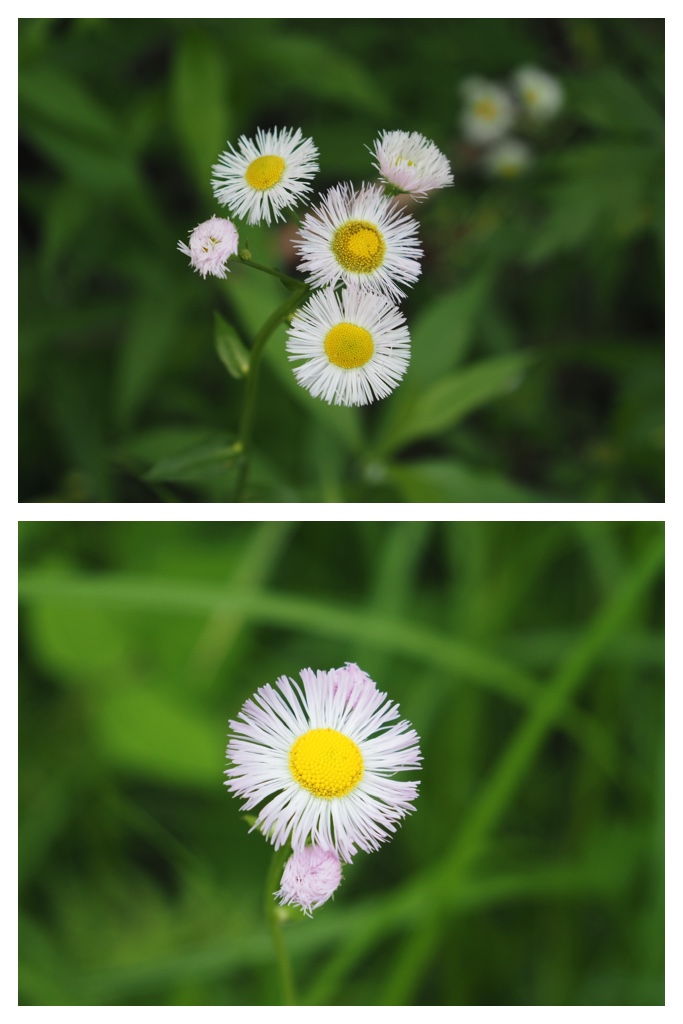 250613_Obimori_6