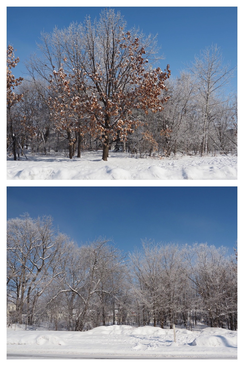 250307_Frosted-trees_1