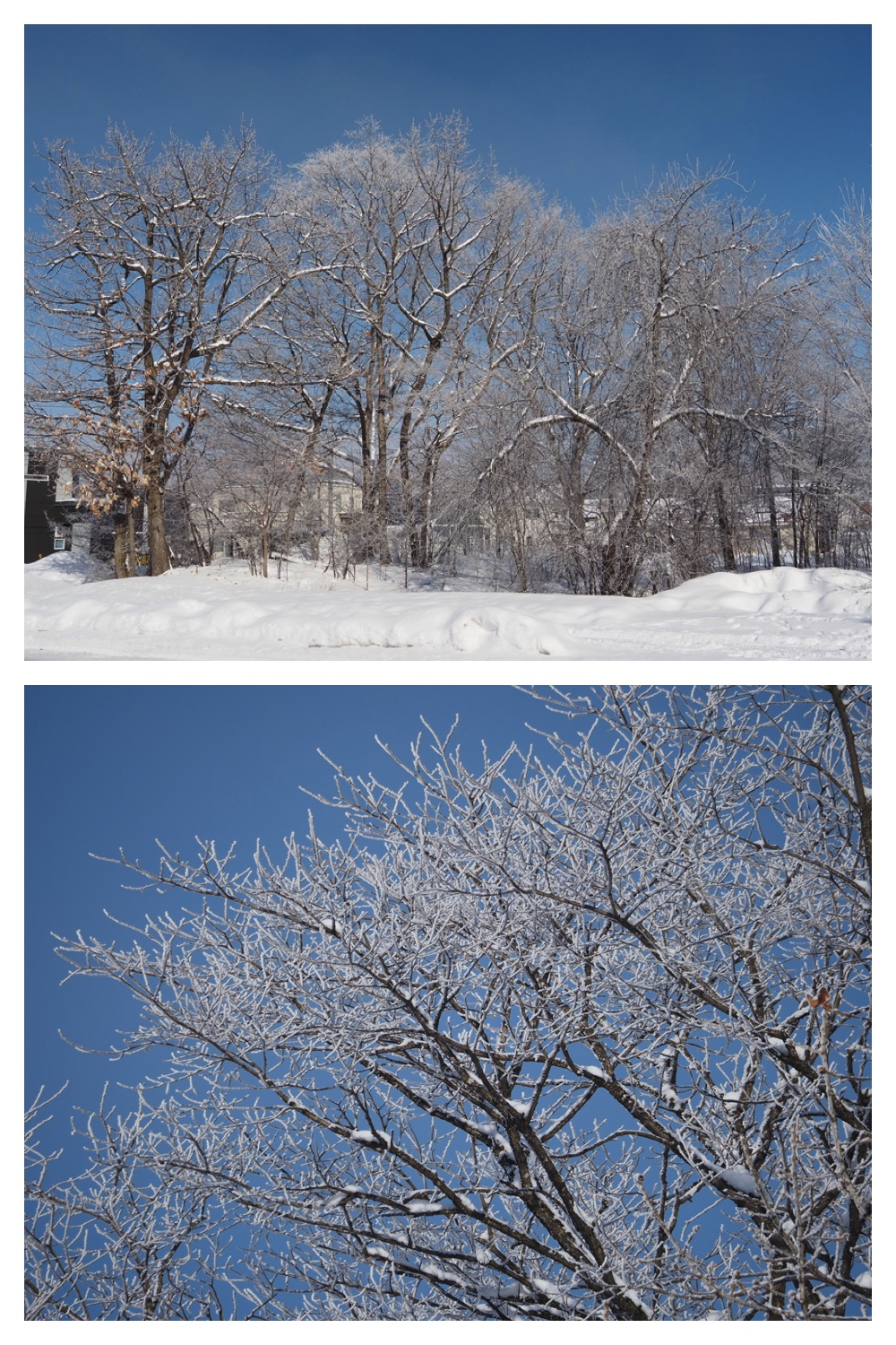 250307_Frosted-trees_2