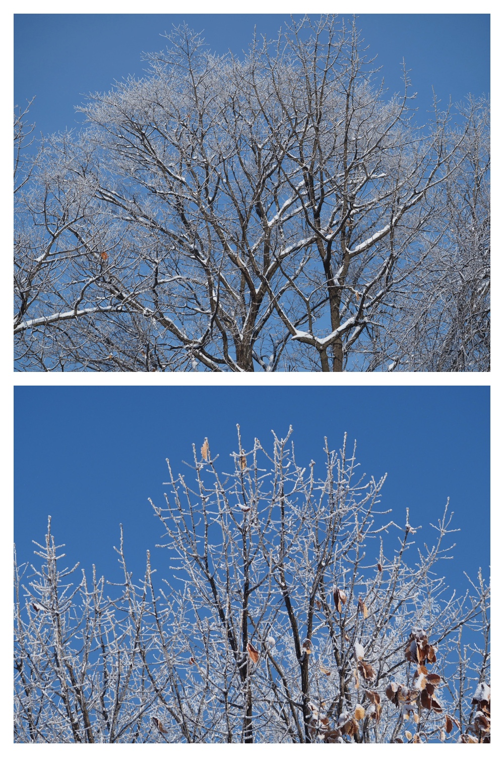 250307_Frosted-trees_3