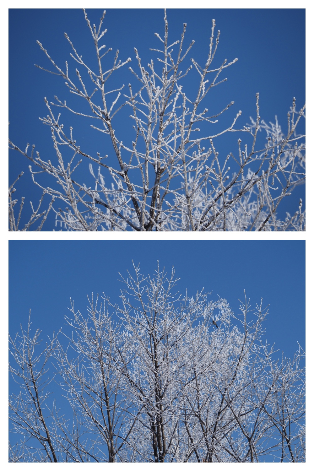 250307_Frosted-trees_4