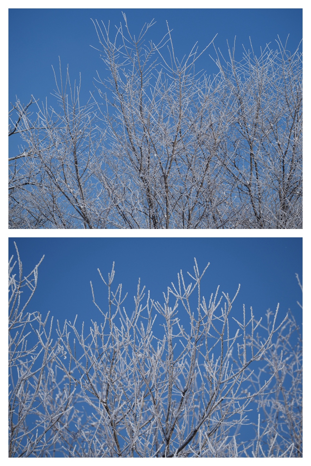 250307_Frosted-trees_5