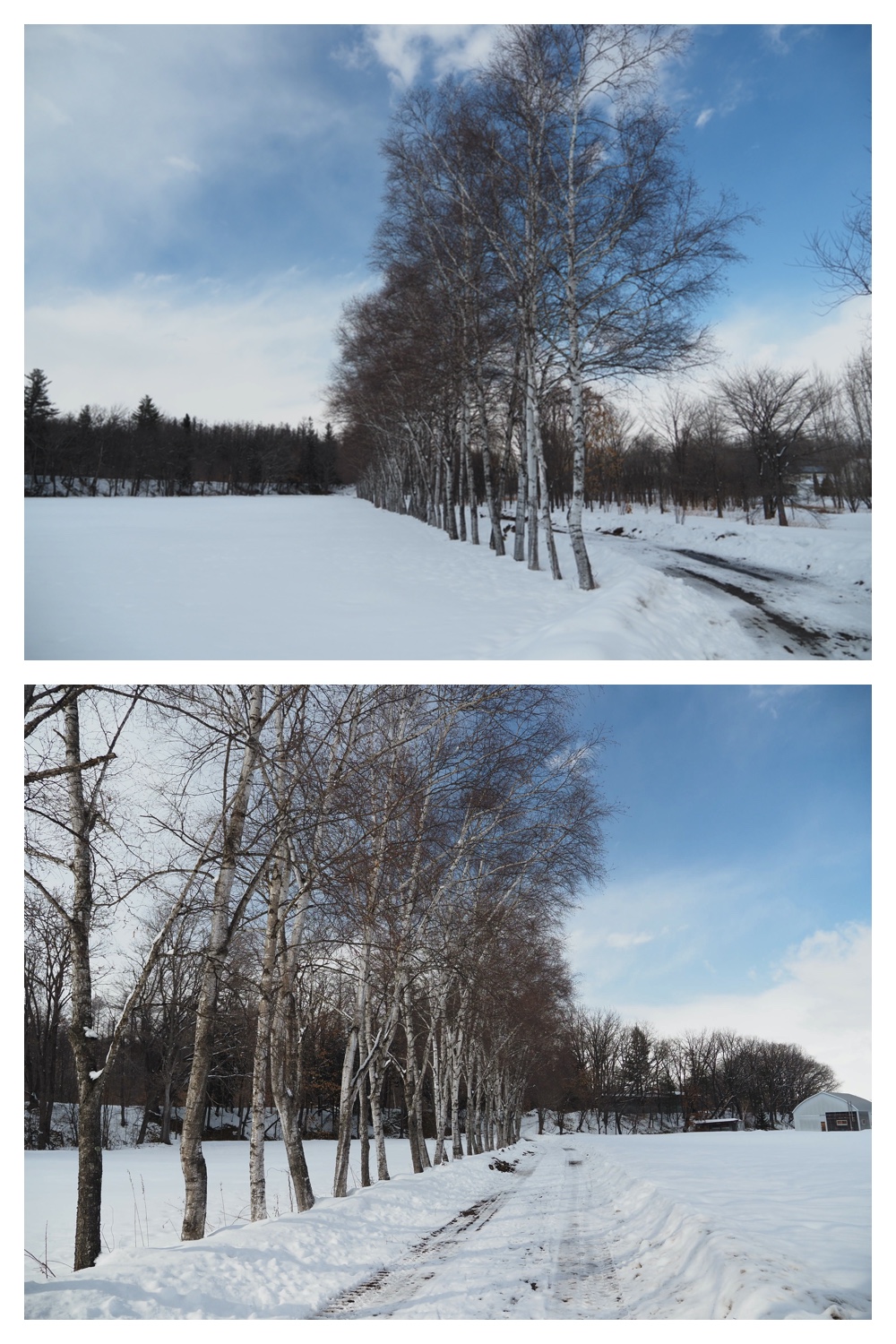 250307_Frosted-trees_6