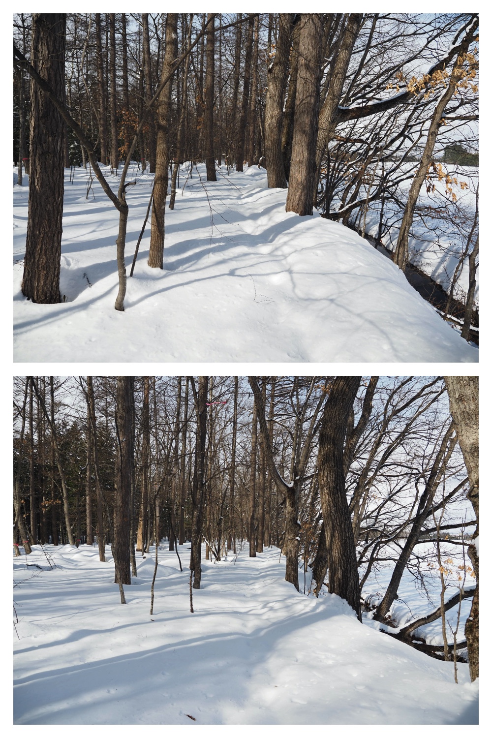 250307_Frosted-trees_8
