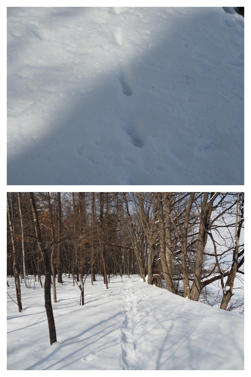 250307_Frosted-trees_9