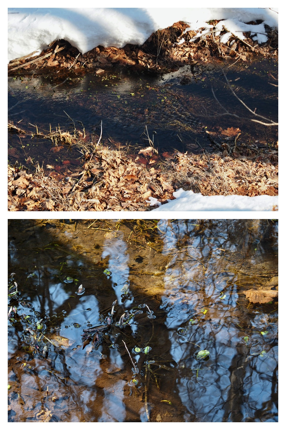 250309_Spring-sign_3
