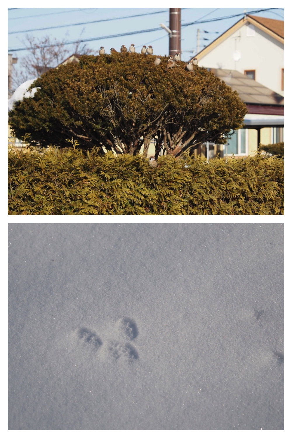 250309_Spring-sign_6