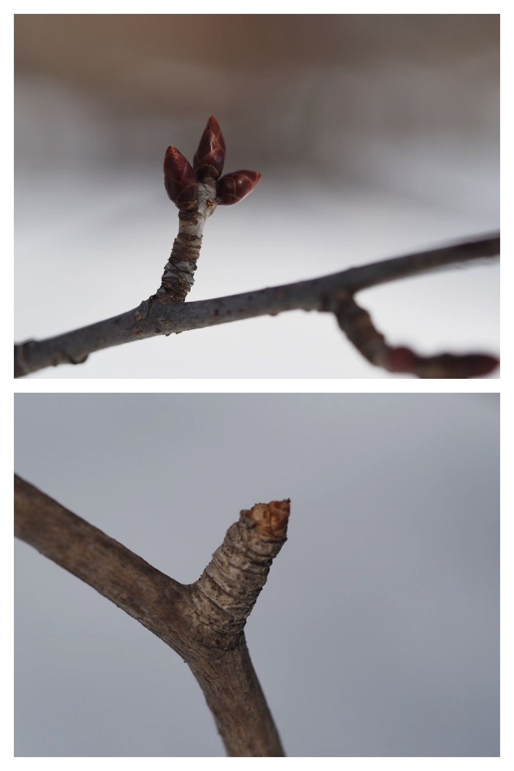 250311_Winter-buds_1