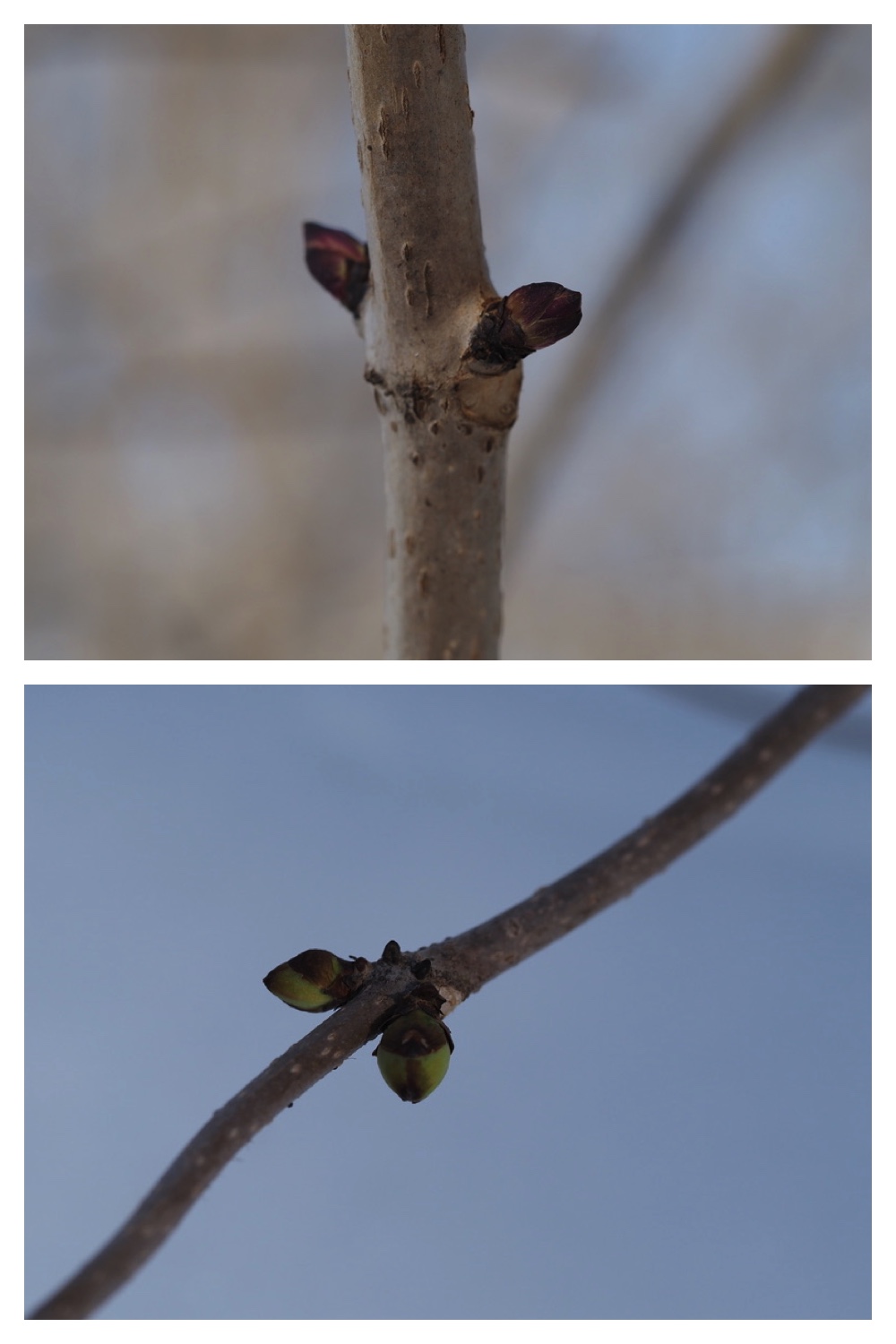 250311_Winter-buds_10
