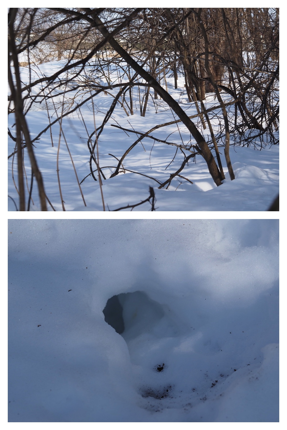 250311_Winter-buds_11